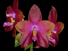 Phal. Phoenix Imp Trinity AM/AOS 80 pts.